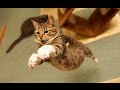 Funny Cats Jump Fails NEW