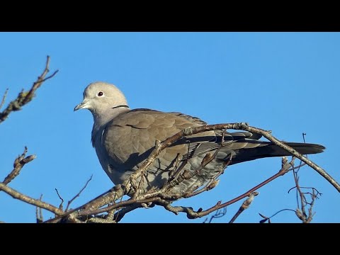 Garden Bird Watching - All The Bird Species I Saw In 2022
