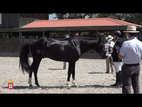 210717 12 Latino - Aprovação de Garanhões