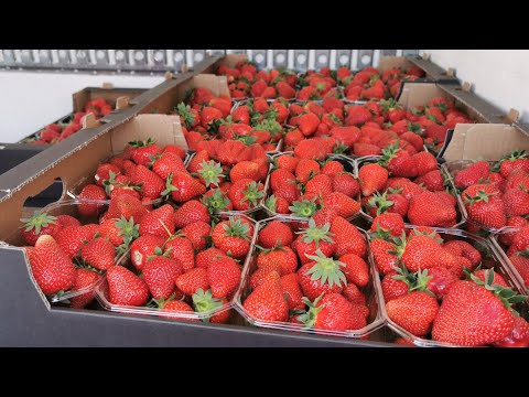Aktualne ceny polskich truskawek  – rynek hurtowy w Broniszach, 09.05.2022