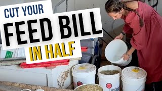 How to ferment your chicken feed