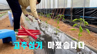 고추심기 정말 간단합니다
