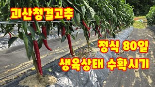 고추 정식 80일 2분지 고추 붉기 시작 해야할일 그리고 첫물 수확시기 [고추재배방법]