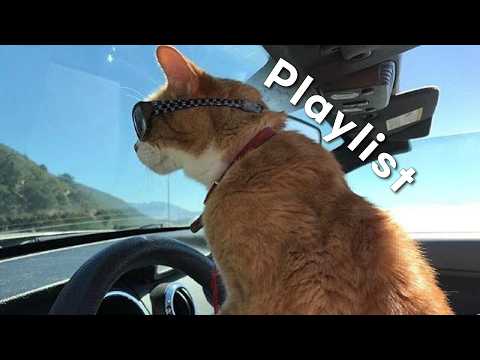 Playlist🚗 창문 열고 달리고 싶어지는 신나는 팝송 | 광고없는 드라이브플리 &bull; 청량팝 &bull; 기분전환 &bull; citypop | Flo J
