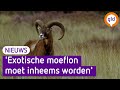 Hoge Veluwe wil dat moeflon inheems wordt verklaard