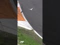 World's Bravest Pigeon Invades Racetrack! ? #Shorts