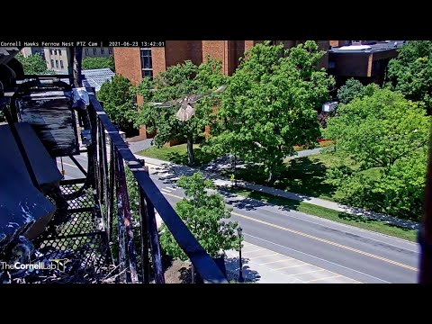 Red-tailed Hawk Chick K3 Fledges! #CornellHawks Cam – June 23, 2021