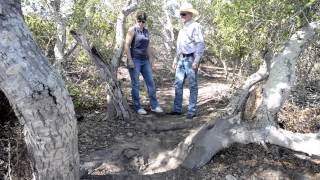 Burton Mesa chaparral