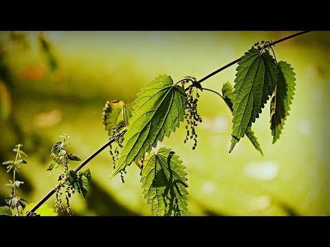 Branje i sušenje koprive za čaj