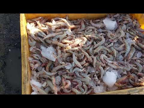 Morning Fish Landing at Jakhau, Gujarat / Fresh Catch from the Arabian Sea
