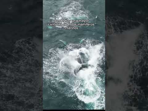 NUQUÍ, el paraíso escondido de Colombia 🇨🇴 Ballenas en el Pacifico 🐋