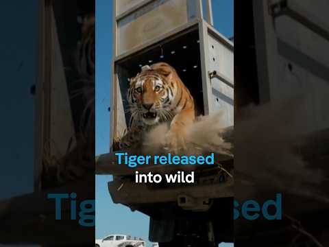 Tiger released in Kazakhstan in move to grow population | DW News