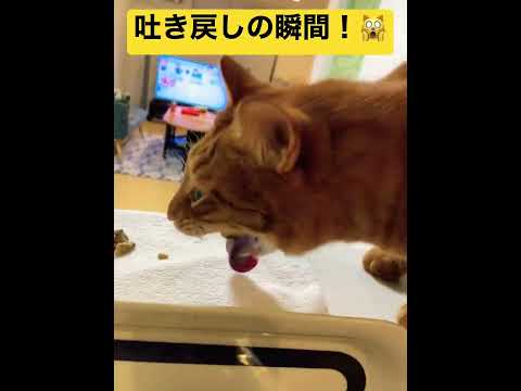 猫の出産を手伝う方法