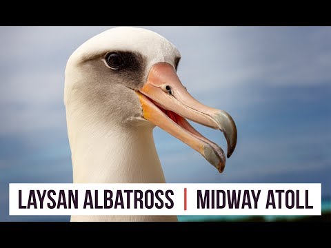 Albatros laysan (Phoebastria immutabilis) — tok na Midway Atoll