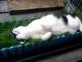 Katze Sanny in der Sonne auf der Wiese ( Gras ...