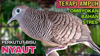 Download lagu Perkutut Lokal Gacor Suara Besar Pancingan Burung Perkutut Agar Cepat Bunyi. mp3