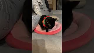 円座クッションを奪われる瞬間