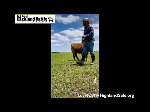 Lot NC311 - LULLABY OF MAPLE BRAE