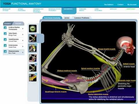 Dhanurasana | Bow Pose