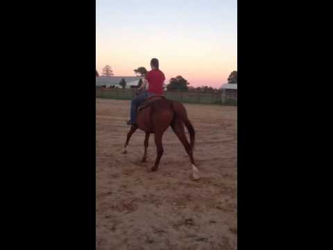 FOR SALE: 2002 Arabian Gelding, Son of Musik Man out of a Toi Soldier Daughter $2,000 OBO-Video 3