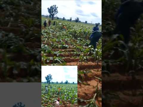Look at what they did to somebody's farm