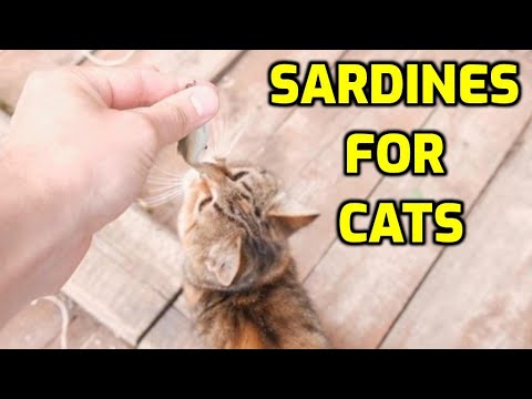 Can Cats Eat Sardines?