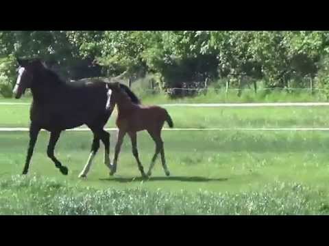 Championats-Hengstfohlen von Clarimo-Casall-Cassini I, Stamm 741