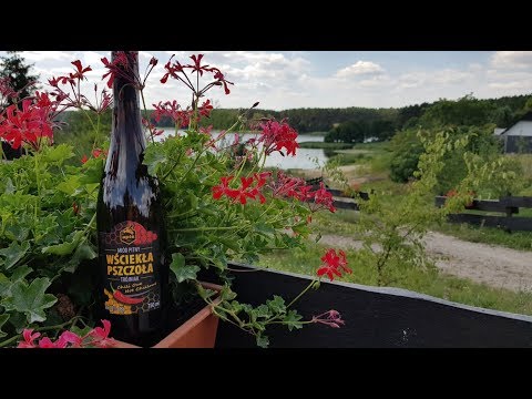 Kings of Mead odc. 60 - Kto lubi na ostro?  Degustacja "Wścieklej pszczoly"