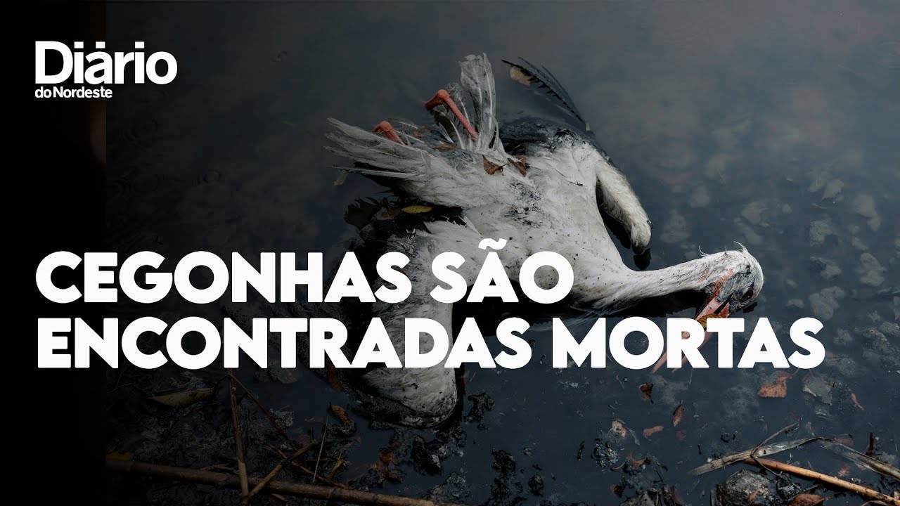 Imagem da notícia Mortes de 400 cegonhas em Madri levantam suspeita de gripe aviária; veja vídeo