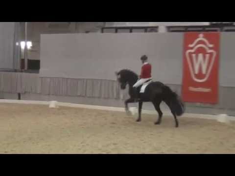 FINEST (Fürstenball x Wie Weltmeyer) - 30-Tage-Test Münster Handorf 2014