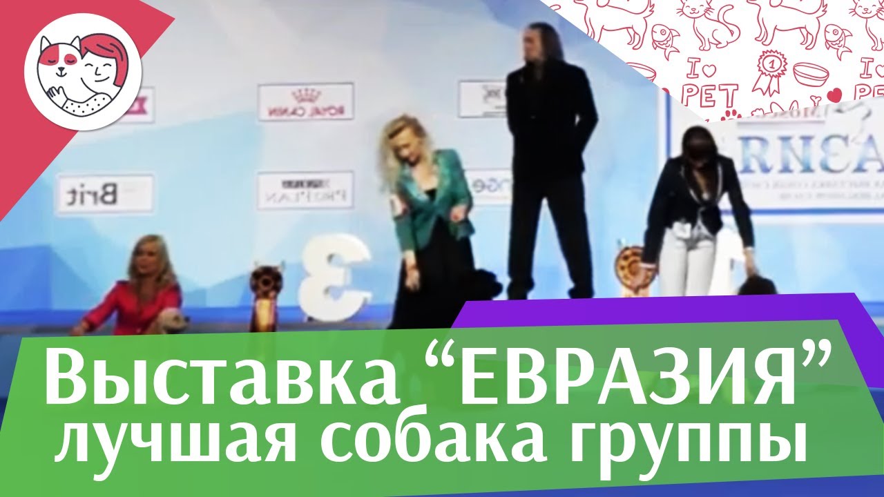 Лучшая собака 8 группы по классификации FCI 18 марта на Евразии 17 ilikepet