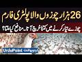 A Poultry Farm With 26 000 Chicks How Much Would It Cost To Produce Chicks What Is The Profit