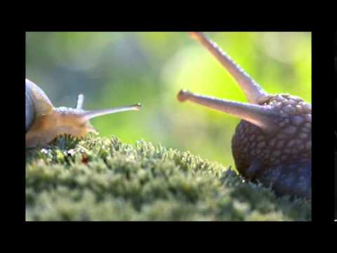 A Magical Fairytale World Of Snails - 3