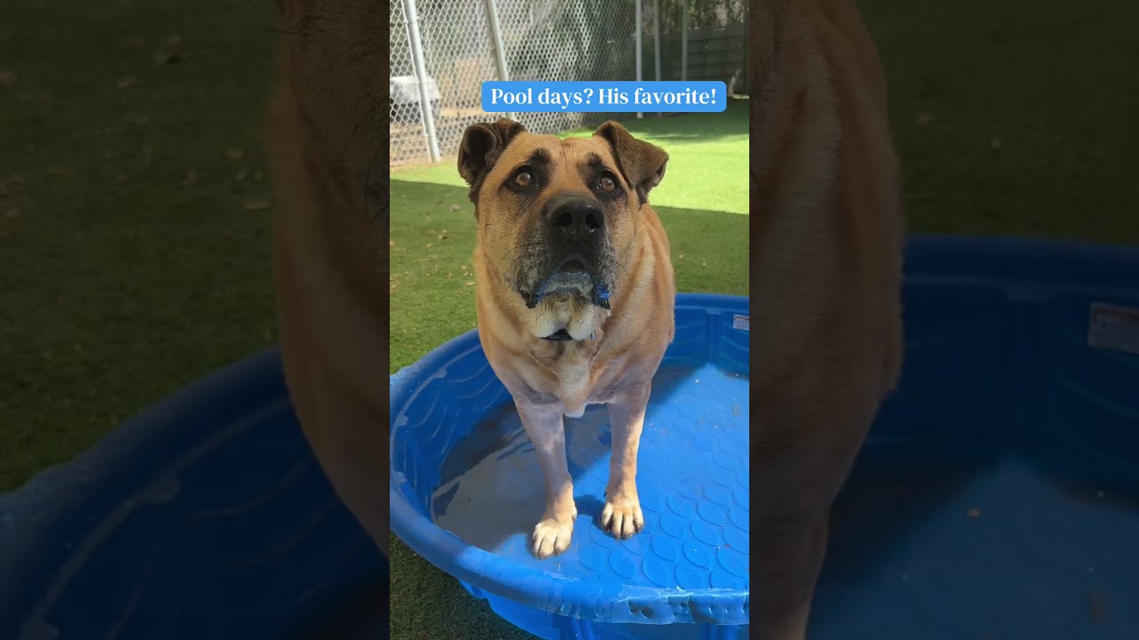 Enlarge Zach, a Adoptable Shepherd in Ojai, CA video 5/5