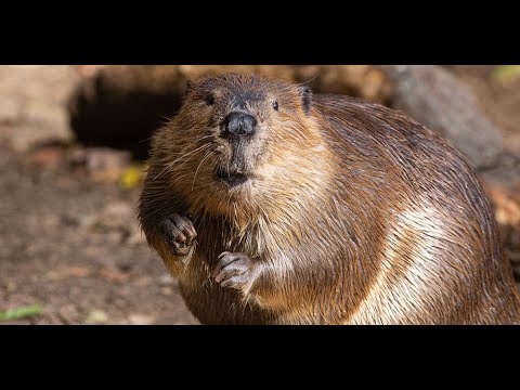 ARCTIC CHONK - SONG OF THE DAMMED