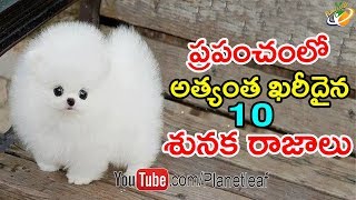 World Top 10 Most Expensive Dogs || ఈ 10 కుక్కల రేటు వింటే మీరు షాక్ అవ్వక తప్పదు || With Subtitles