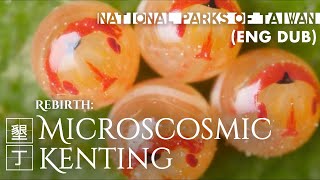 Download lagu Kenting National Park｜Rebirth (English)｜Microscosmic Kenting｜Taiwan｜蟲生-微觀墾丁｜墾丁國家公園 mp3