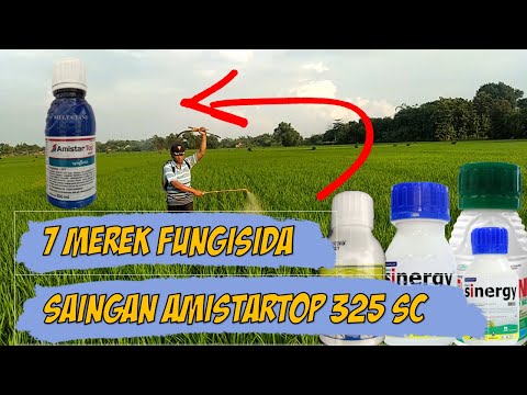 , title : '7 Fungisida Saingan Amistartop 325 SC Membasmi Hama Blas, Potong Leher, Bercak Daun, Jamur'