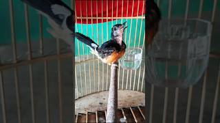 Download lagu Murai trotol cepat fighter ngeplong pakai pancingan trotol ini#muraitrotolgacor#Shorts mp3 Download lagu Murai trotol cepat fighter ngeplong pakai pancingan trotol ini#muraitrotolgacor#Shorts mp3