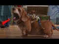Toy Story 3 Woody Tries To Save Buzz And The Gang