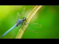 Most Beautiful Dragonflies of Himalayas Part - 1