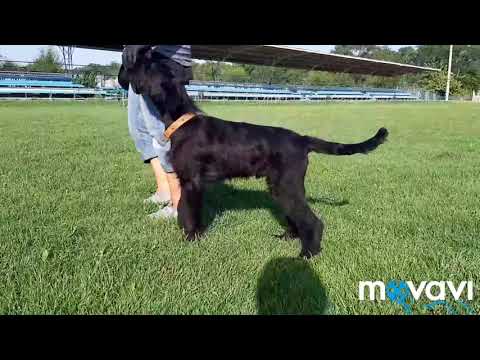 Nev Lemar Kube, 3 month's