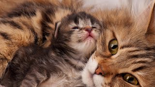 Gatos Lindos, Engraados e Divertidos. Pets Lindos e Divertidos.