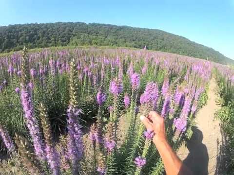 Dense Blazingstar - Liatris spicata at Ion Exchange