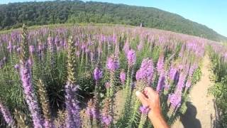 preview picture of video 'Dense Blazingstar - Liatris spicata at Ion Exchange'