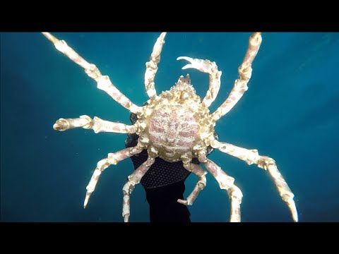 Spearfishing weird creatures in the Red Sea and the Pacific ocean Ep 9