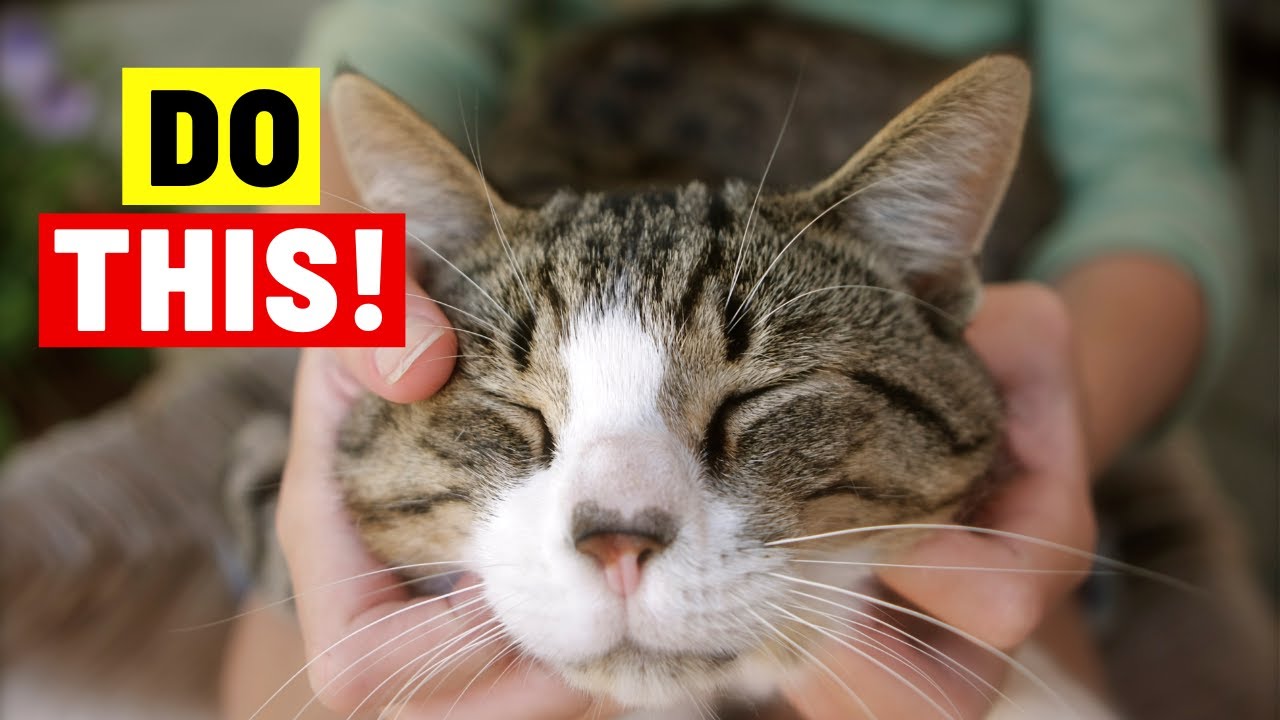 Instantly BOOST Your Cat's HAPPINESS: 10 Things You Should Do More Often