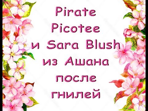 ОРХИДЕИ ph.Pirate Picotee и Sara Blush из АШАНА после гнилей (2).