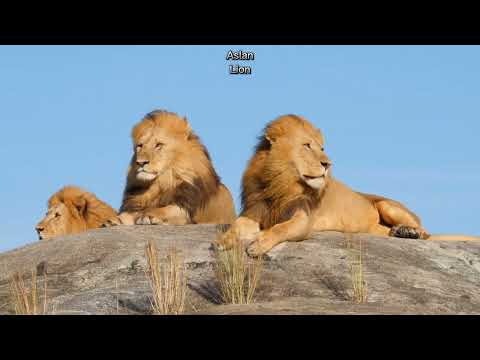 Afrika'nın Hayvanları – 20 Muhteşem Tür!