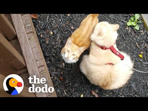 Cat Hates Everyone But His Mini Me | The Dodo Cat Crazy